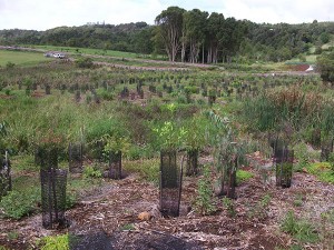 East Coast Bush Regeneration - Ecological Restoration